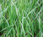 W-A-R Brand Forage Oats close up